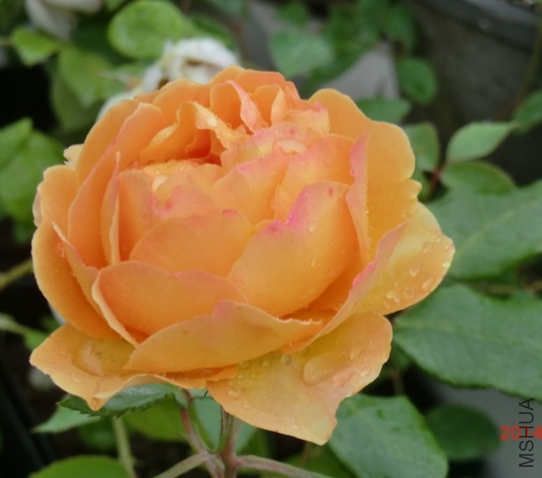 QQͼƬ20140510133406.jpg