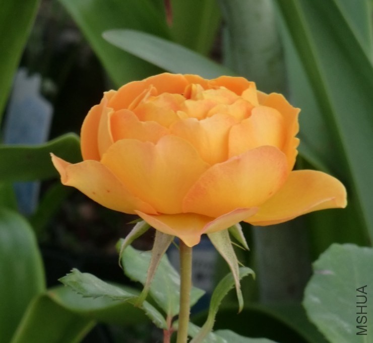 QQͼƬ20140508194114.jpg