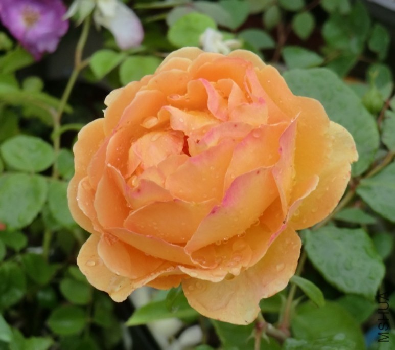QQͼƬ20140511110049.jpg
