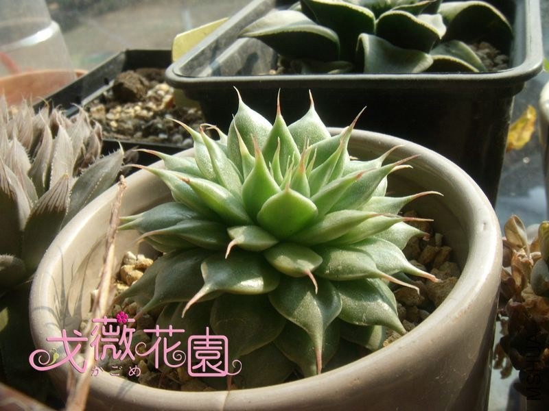 ���ڴ��˺ö࣡