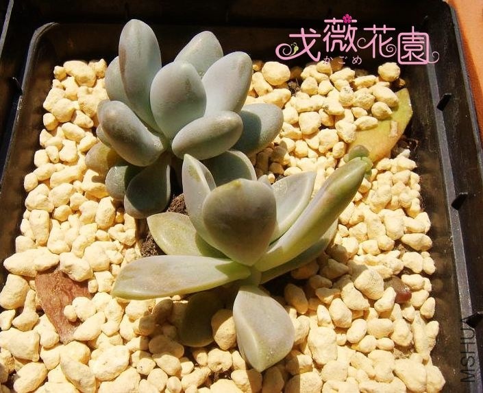 ���ڳ����ˣ�