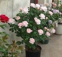 QQͼƬ20140516213833.jpg