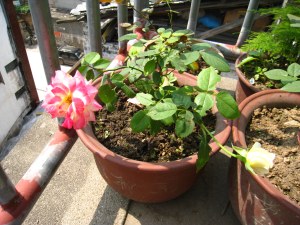 IMG_2922.jpg