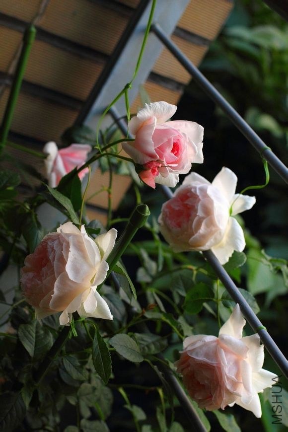 251f95cad1c8a7863320c0fe6509c93d70cf503c.jpg