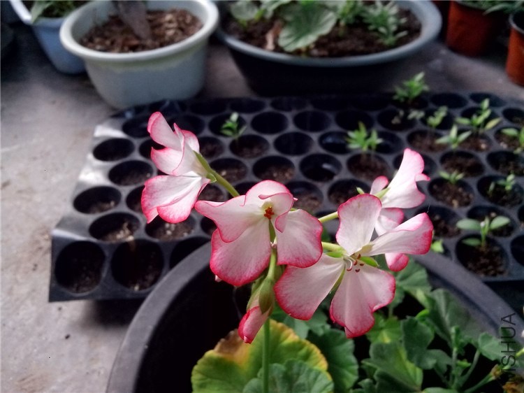 ��Ƭ_20140515_181820.jpg