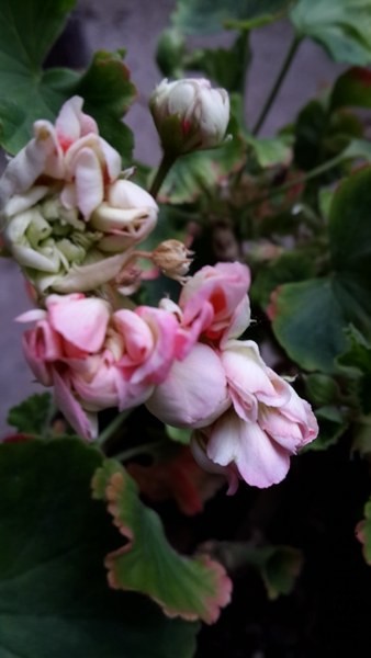 20140517_171920_����.jpg