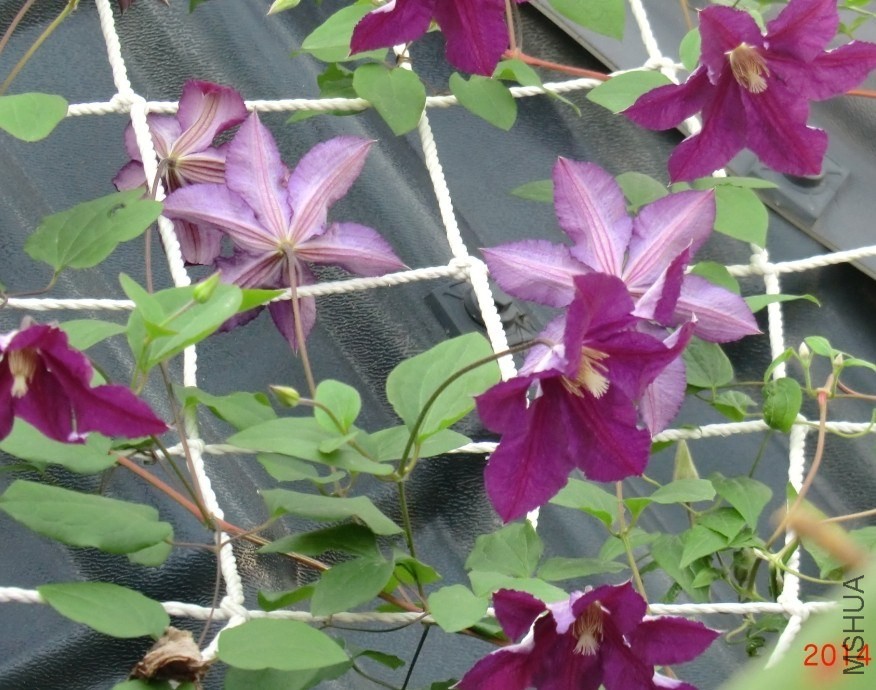 QQͼƬ20140510114532.jpg