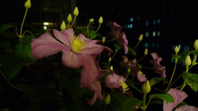 P1250979.JPG