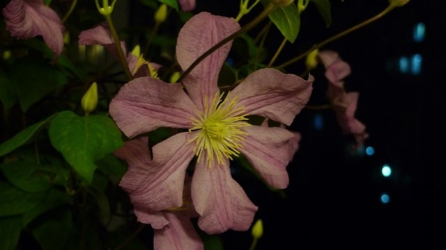 P1260017.JPG