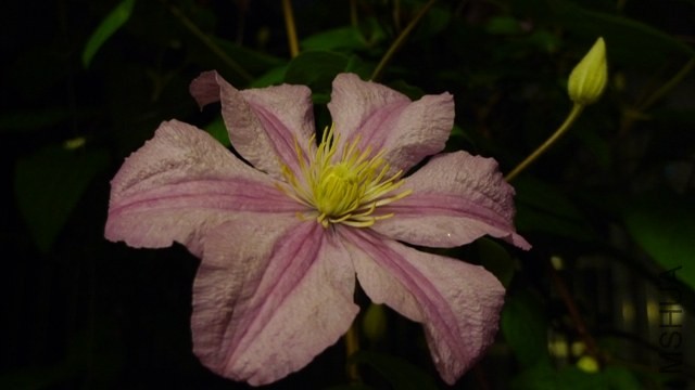 P1260031.JPG