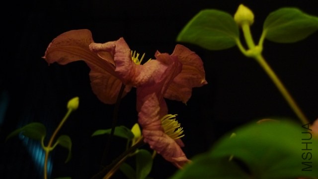 P1260033.JPG