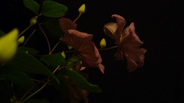 P1260037.JPG