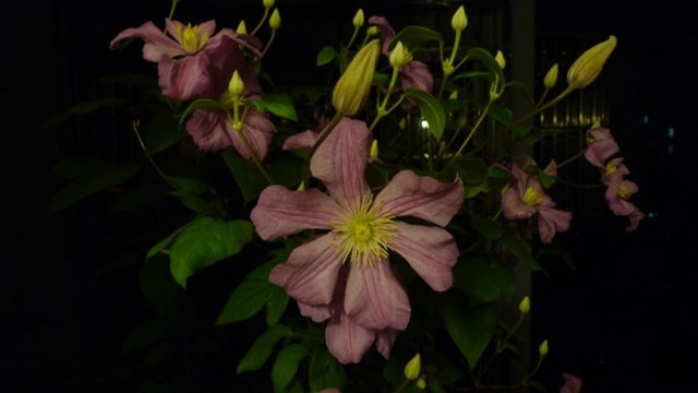 P1260055.JPG
