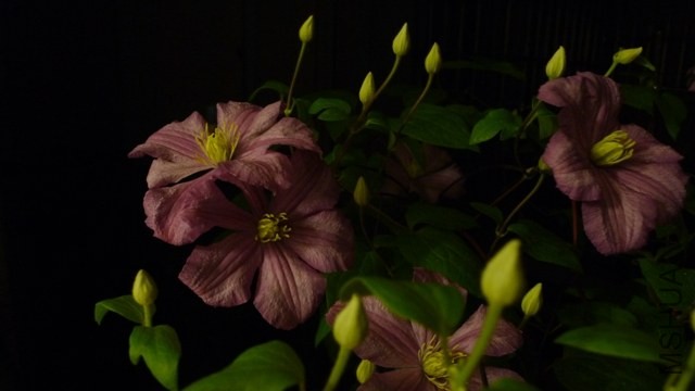 P1260059.JPG