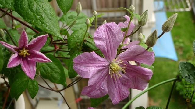 P1250917.JPG