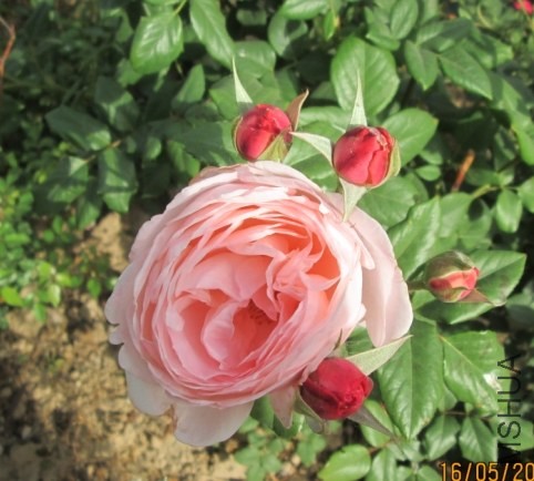 %S5M6P8ZPD}TJ[KR77`9D41.jpg