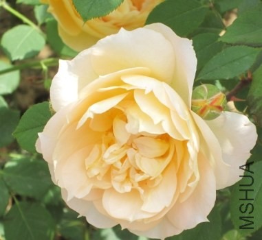 KG(}OM_7A36Y]Z7_TM4])A6.jpg