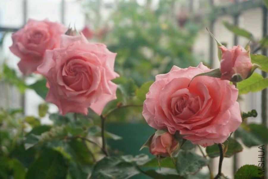 QQͼƬ20140517222402.jpg