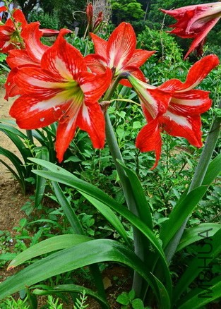 ��Ƭ 087.jpg