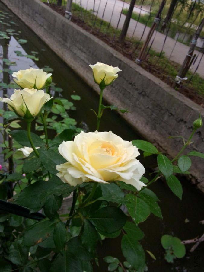IMG20140518135358_������С.jpg