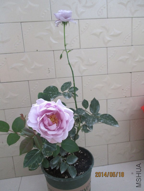 IMG_4779_����.jpg