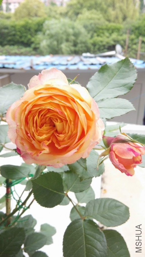 IMG_20140509_120442.jpg