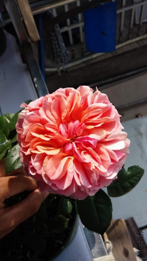 IMG_20140414_091833.jpg