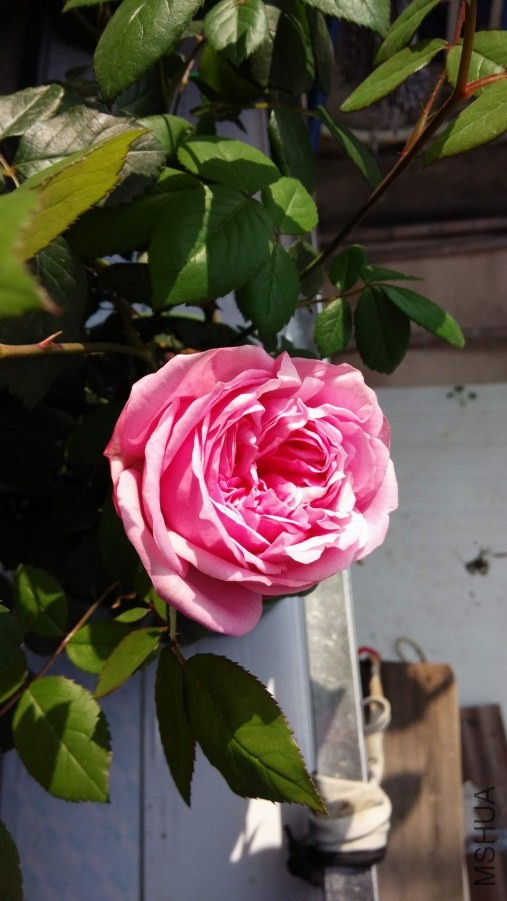 IMG_20140414_091303_1.jpg