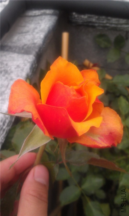 IMAG0290.jpg