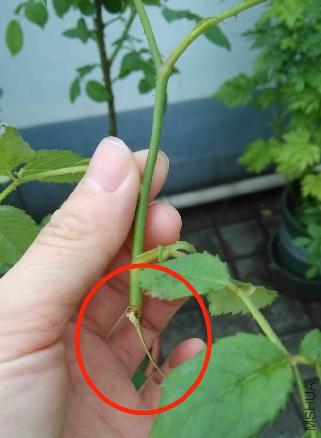 ��ɫȦ����ط���������