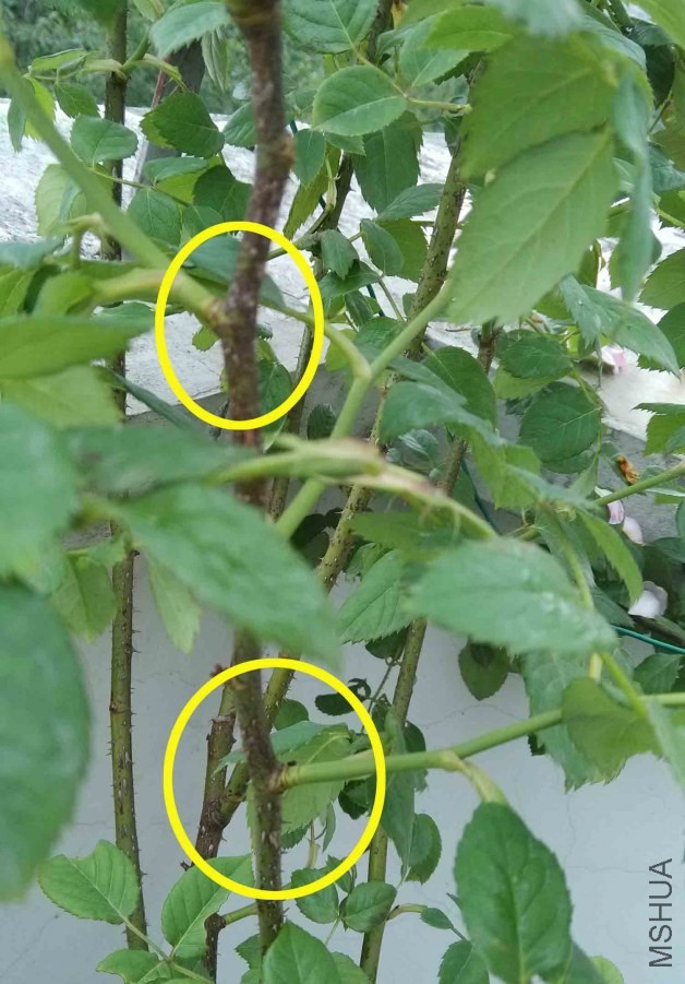 ����Ǵӻơ�ɫ��λ˺��������