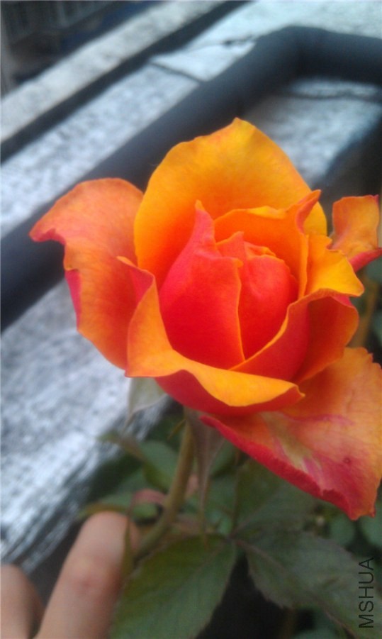 IMAG0303.jpg