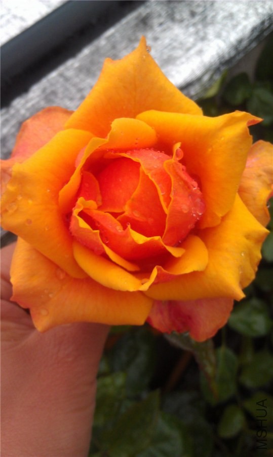 IMAG0308.jpg