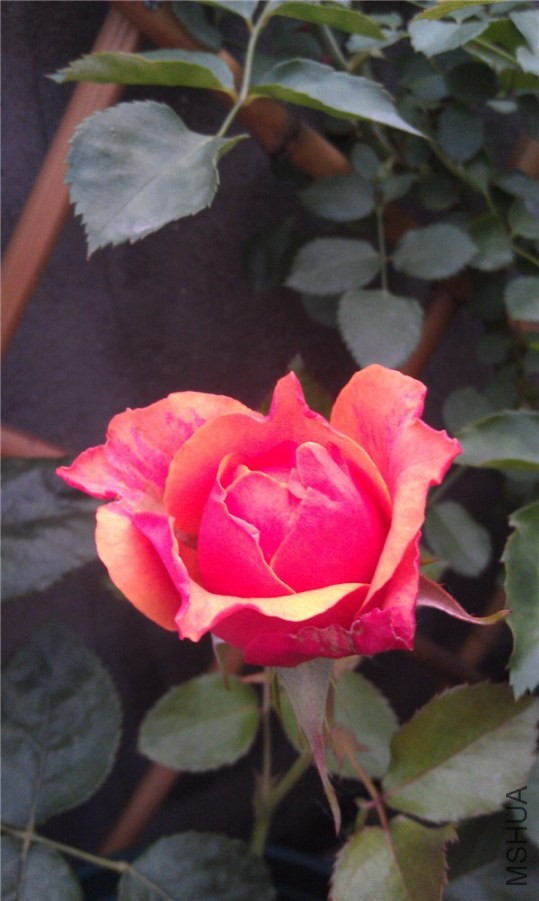 IMAG0277.jpg