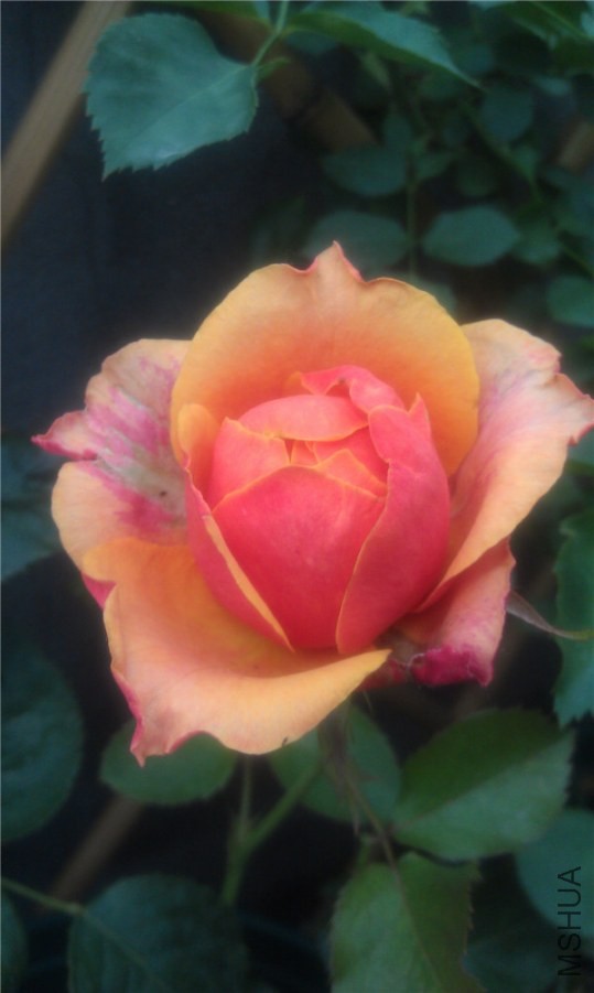 IMAG0288.jpg