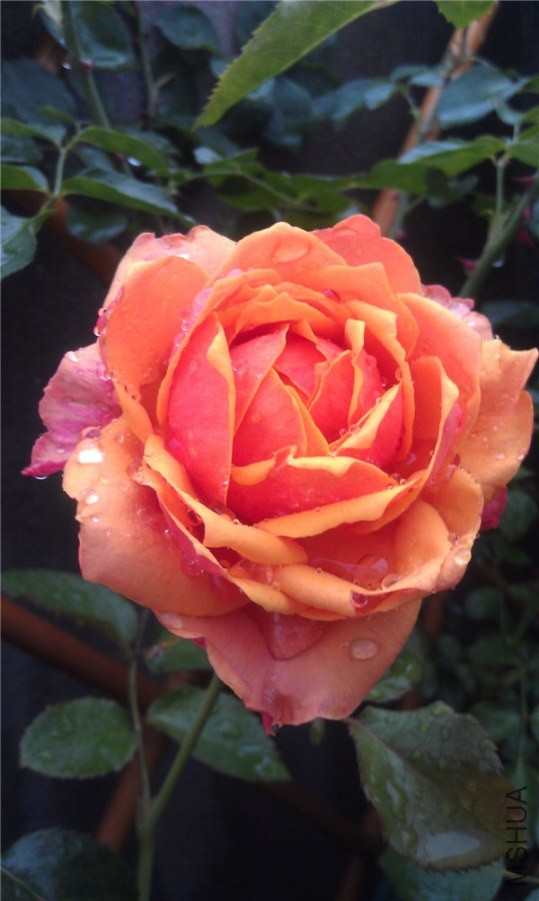 IMAG0309.jpg