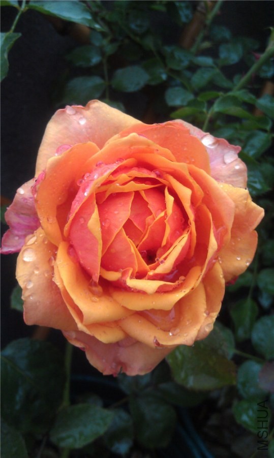 IMAG0307.jpg