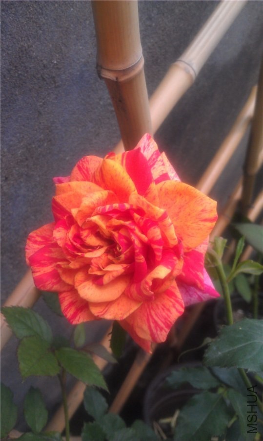 IMAG0291.jpg