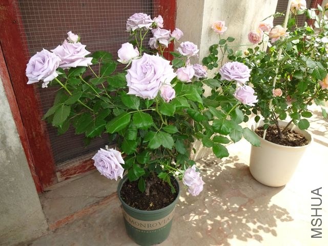 DSC02613.JPG