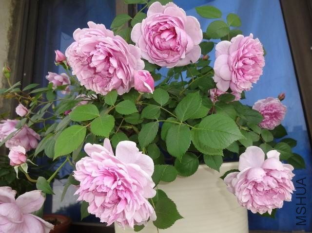 ������С DSC02594.JPG