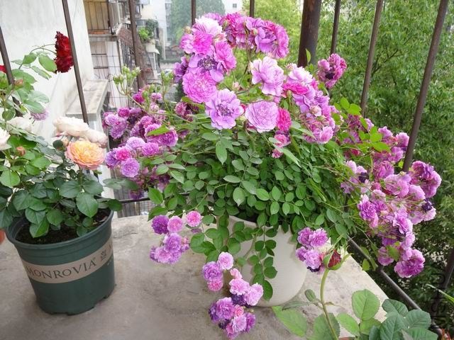 ������С DSC02705.JPG