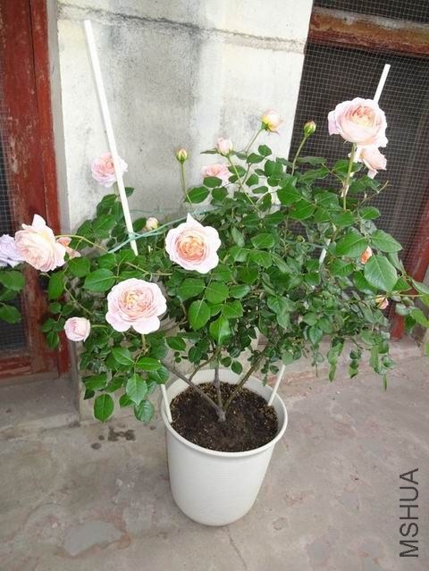 ������С DSC02620.JPG