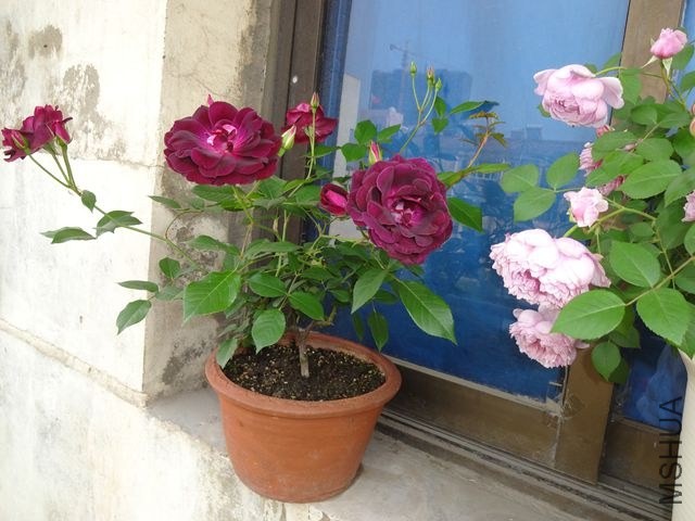 DSC02626.JPG