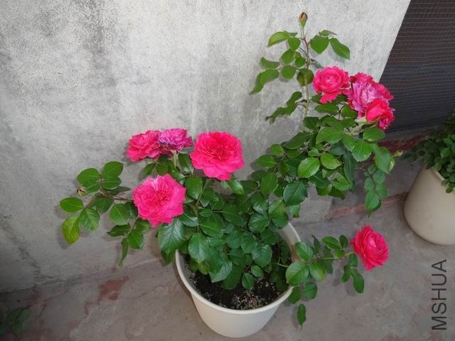 ������С DSC02737.JPG