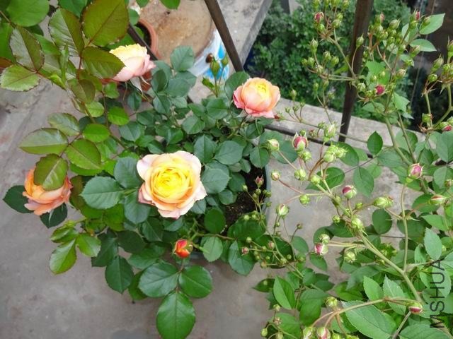 ������С DSC02640.JPG