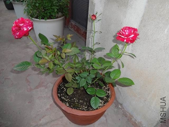 ������С DSC02748.JPG