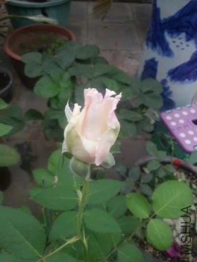 20140517_084833.jpg