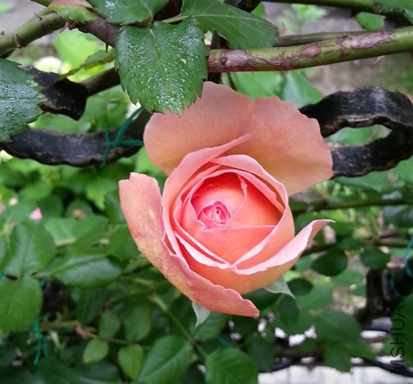 �ǲ�����20140519A.jpg