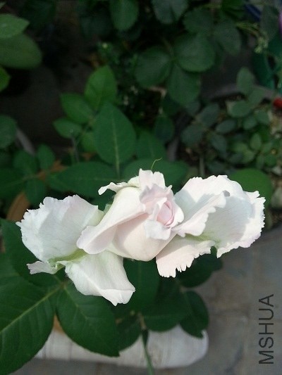 20140518_151853.jpg