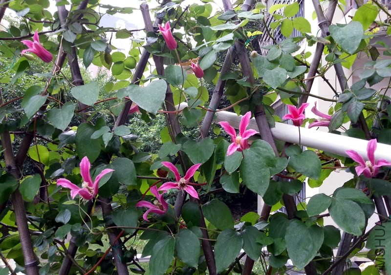 ��������**����20140519A.jpg